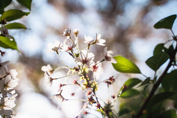 White cherry blossoms in sunlight, beautiful cherry blossom in the garden, landscape and wallpaper background, selective focus