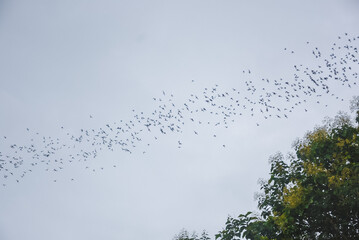 A large group of bats are flying out of their caves or habitats on limestone mountains. Under a cloudy sky, the bats fly in a long line across the sky.