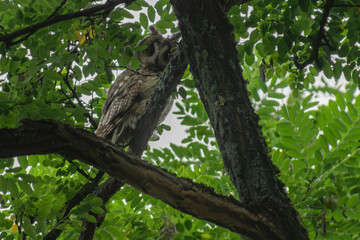 Long-eared Owl 