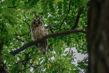 Long-eared Owl sitting on a branch