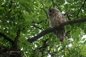 owl sitting on a branch