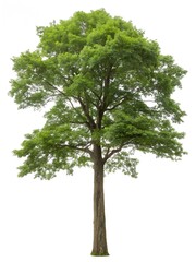 Obraz premium Vibrant green deciduous tree with full foliage against a clean white background