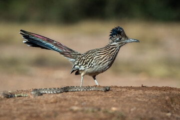 Fototapeta premium Greater Roadrunner taken in SE Arizona