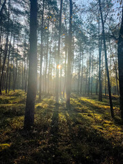 Obraz premium morning in the forest