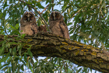 Long-eared Owl on the tree