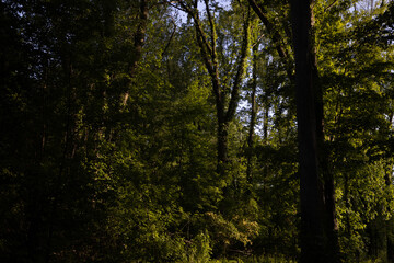 Trees lining a forest trail in Michigan, USA — summer greenery along a quiet woodland path