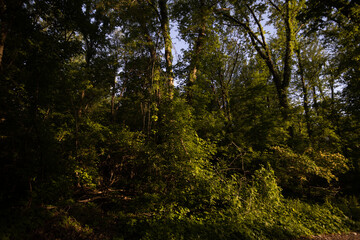 Trees lining a forest trail in Michigan, USA — summer greenery along a quiet woodland path