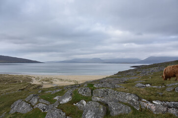 Highland Cow Grazing Near Luskentyre Beach