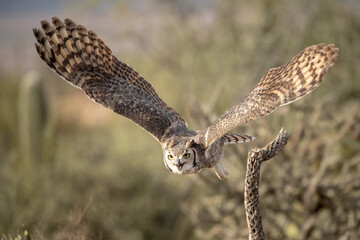 Great Horned Owl taken in SE Arizona under controlled condtions