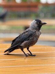  Urban Western jackdaw (Coloeus monedula) 