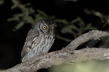 Western Screech-owl taken in SE Arizona in the wild