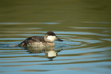 Ruddy Duck male in winter plumage, non breeding plumage taken in southern AZ