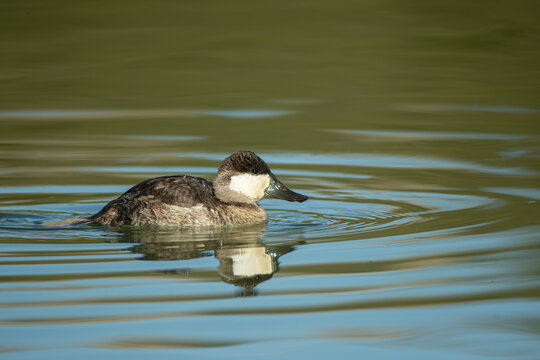 Ruddy Duck male in winter plumage, non breeding plumage taken in southern AZ