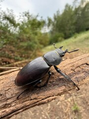 Lucanus cervus, known as the European stag beetle, or the greater stag beetle