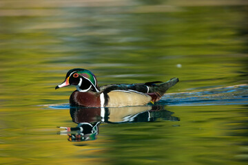 Wood Duck male taken in SE Arizona