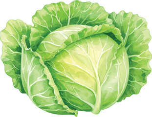 Fototapeta premium Fresh green cabbage isolated on a white background showing full head and leafy texture