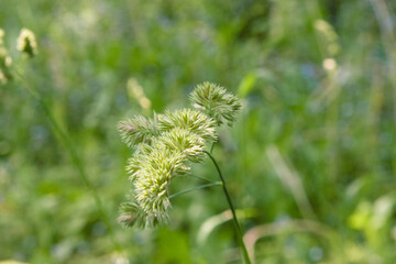 Green fluffy grass sways in the wind. Selective focus, summer vibes. Green field with grass