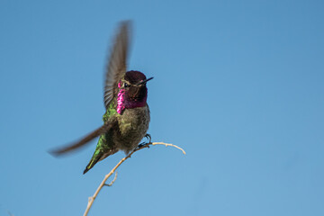 Anna's Hummingbird male perched taken in SE Arizona © Stan