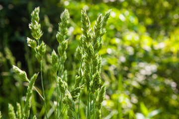 Green fluffy grass sways in the wind. Selective focus, summer vibes. Green field with grass