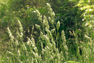 Green fluffy grass sways in the wind. Selective focus, summer vibes. Green field with grass