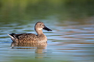 Northern Shoveler female taken in SE Arizona