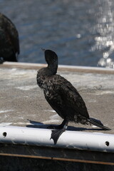 great cormorant