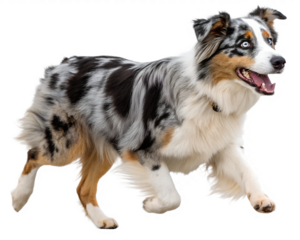 Australian Shepherd dog on transparent background