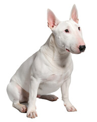 white bull terrier on transparent background