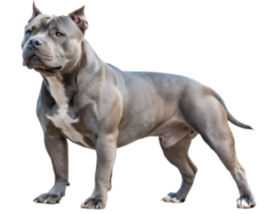 muscular pitbull terrier on transparent background