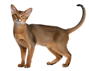 ruddy Abyssinian cat on transparent background