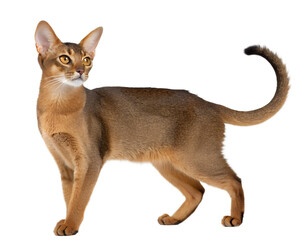ruddy Abyssinian cat on transparent background