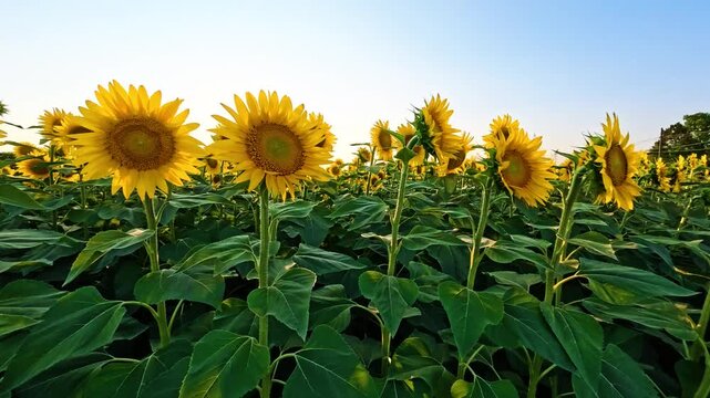 Coltura di girasoli su un campo agricolo nel mese di Luglio