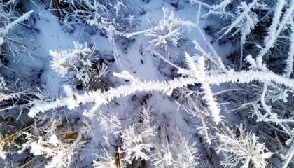 Rime Ice Formation on Tree Branches in a Cold Winter Forest Overhead View