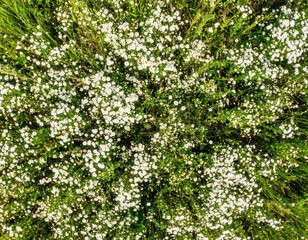 Fototapeta premium Field of White Daisies Blooming in Lush Green Meadow on a Sunny Day