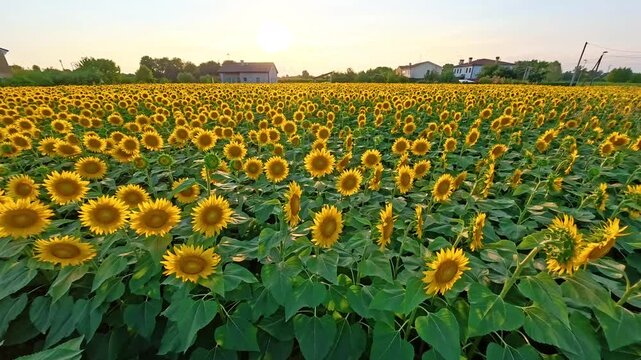Coltura di girasoli su un campo agricolo nel mese di Luglio