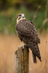 Prairie Falcon taken in southern MN under controlled conditions