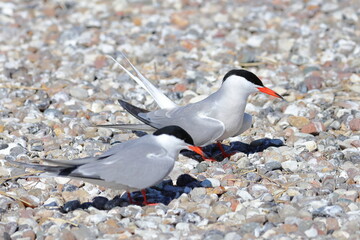 common tern