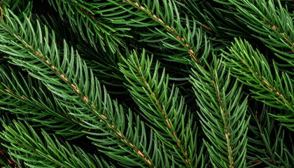 Close Up of Green Fir Branches with Vibrant Needles on Dark Background