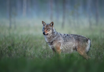 Grey wolf ( Canis lupus ) close up
