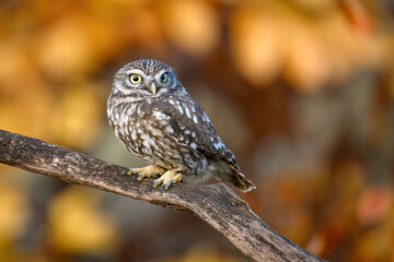 Little owl ( Athene noctua ) close up