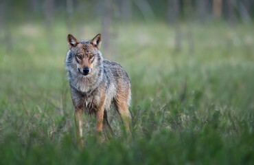 Fototapeta premium Grey wolf ( Canis lupus ) close up