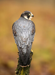 Peregrine Falcon ( Falco peregrinus )  close up