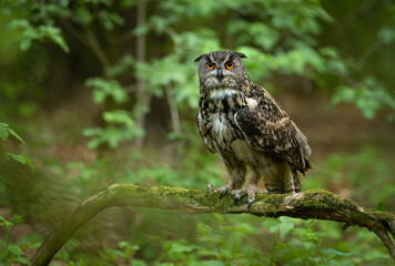 Eurasian eagle owl ( Bubo bubo ) close up