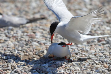 common tern