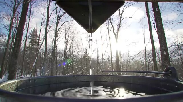 Collecting fresh maple sap in a snowy forest. Close-up of clear tree sap dripping from a spile into a bucket during sugaring season.