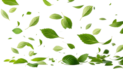 green leaves background