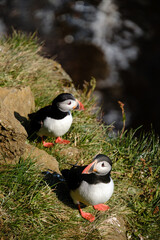 Naklejka premium Puffins exploring the rugged coastline at Raudanes Point in Iceland during bright daylight