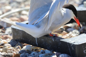 common tern