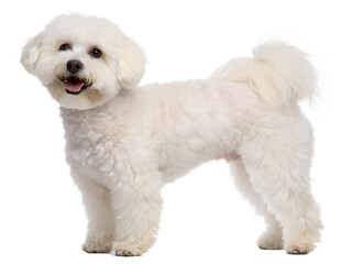 powder-puff Bichon Frise on transparent background
