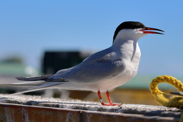 common tern